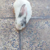 خرگوش لوپ|موش و خرگوش|سیرجان, |دیوار