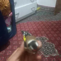 سهره تازه گیر