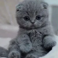 بهترین گربه های شیراز نژاد اسکاتیش( اصیل)|گربه|شیراز, شهرک گلستان|دیوار