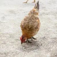 مرغ محلی اصل معاوضه باغاز یااوردک