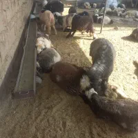 ۵۵راس بره پروار