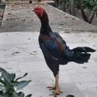 خروس لاری بزرگ و زیبا