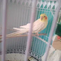 عروس هلندی لوتینو نر