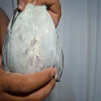 جفتپلاکیدلبر|پرنده|رونیز, |دیوار