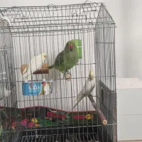 طوطی ملنگووعروس هلندی خوشگل|پرنده|جیرفت, |دیوار