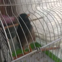 فروش مرغ مینا سخنگو|پرنده|تهران, یافت‌آباد|دیوار