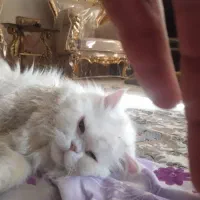 گربه پرشین فلت نر دم روباهی|گربه|تهران, زرکش|دیوار