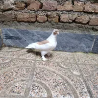 کبوتر سسلی مایا عتیقه