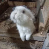 خرگوش لوپ سفید نر زیبا