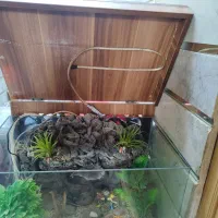 آکواریوم|ماهی|مبارکه, |دیوار