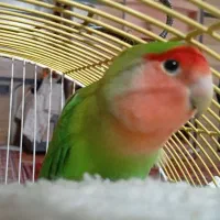 کوتوله برزیلی|پرنده|شیراز, سینما سعدی|دیوار