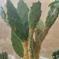 گل های زیبا|گل و گیاه طبیعی|تبریز, |دیوار