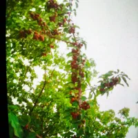 باغ 2000 متری با درختان میوه و استخر|فروش زمین و ملک کلنگی|برزک, |دیوار