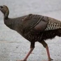 بوقلمون ماده