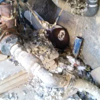 کبوتر خانگی|پرنده|مرودشت, بیست متری بیمارستان|دیوار