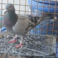 سلام یک جفت پلاگی نروماده مساقبه  دهنده