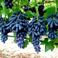 نهالستان بزرگ ترین تولید کننده شمال غرب کشور|حراج|گنبد کاووس, |دیوار