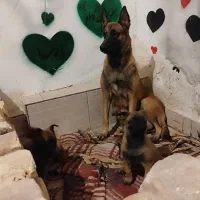 نرو ماده مالینویز