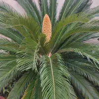 برگ سیکاس|گل و گیاه طبیعی|رشت, بلوار گیلان|دیوار