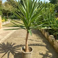 یوکا تنه دار به فروش میرسد