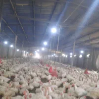 کارگر مرغداری