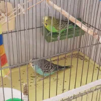 یک جفت مرغ عشق نر و ماده سالم با کلیه وسایل