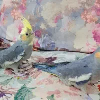 عروس هلندی