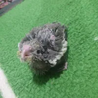 جوجه عروس هلندی سرلاکی|پرنده|بیرجند, |دیوار