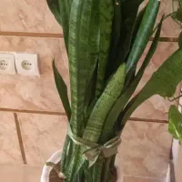 فروش سه گلدان سبز و سرحال|گل و گیاه طبیعی|صدرا-فارس, فاز ۱|دیوار