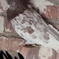 کبوتر|پرنده|بم, |دیوار