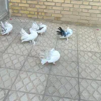 کفتر چتری اصیل
