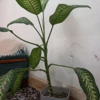 گل وگیاه|گل و گیاه طبیعی|کردکوی, |دیوار