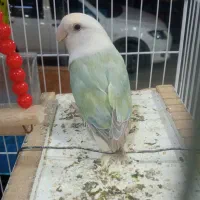 طوطی برزیلی صحیح وسالم|پرنده|بندر ماهشهر, |دیوار