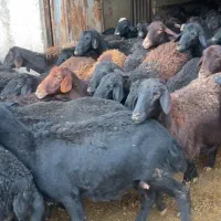 میش و شیشک بره دار قوچ قره قزل افشاری