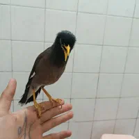 مینا سخنگو|پرنده|پاکدشت, پاکدشت (مامازند)|دیوار