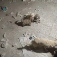 ۵عدد توله شیتزو‌برای فروشی|سگ|ری, دولت‌آباد|دیوار