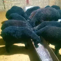 بره نروماده سیاه سام درجه یک