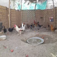 فروش تعدادی جوجه ومرغ و خروس|حیوانات مزرعه|بافت, |دیوار