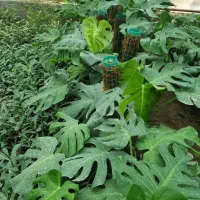 گل های آپارتمانی شامادورا. پتوس .آگلونما و..|گل و گیاه طبیعی|چاف و چمخاله, |دیوار