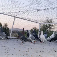 کبوتر پلاکی