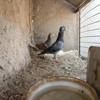 کبوتر|پرنده|گزیک, |دیوار