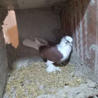 قرمزی پخته نر