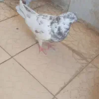 کاشانی گمشده|حیوانات|مسجد سلیمان, |دیوار