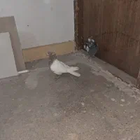 کفتر سالم وسرحال