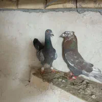 کبوتر پرنده