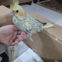 معاوضه جوجه عروس هلندی با اردک یا غاز