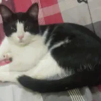 واگذاری بچه گربه تربیت شده و شیطون