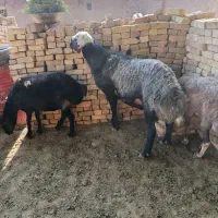فروش دام