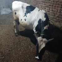 گوساله نر