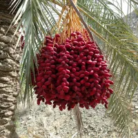 زمین علی اباد سرزه سندتک برگ